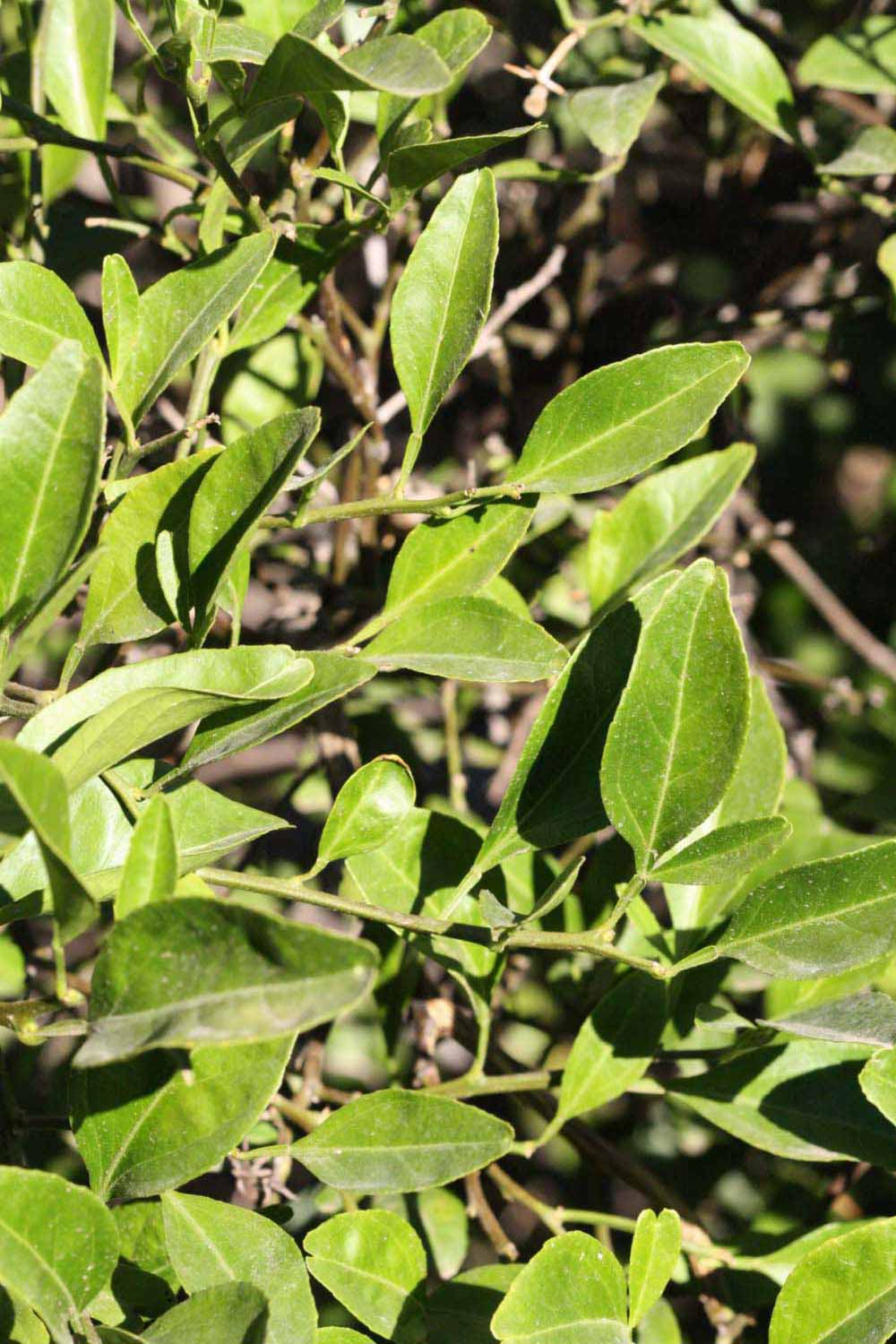             Sun leaves (Riverside, CA)       